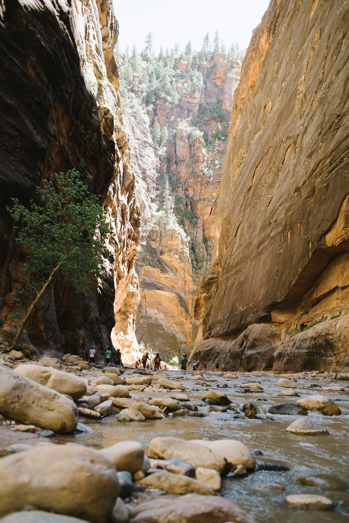 The Narrows at Zion National Park