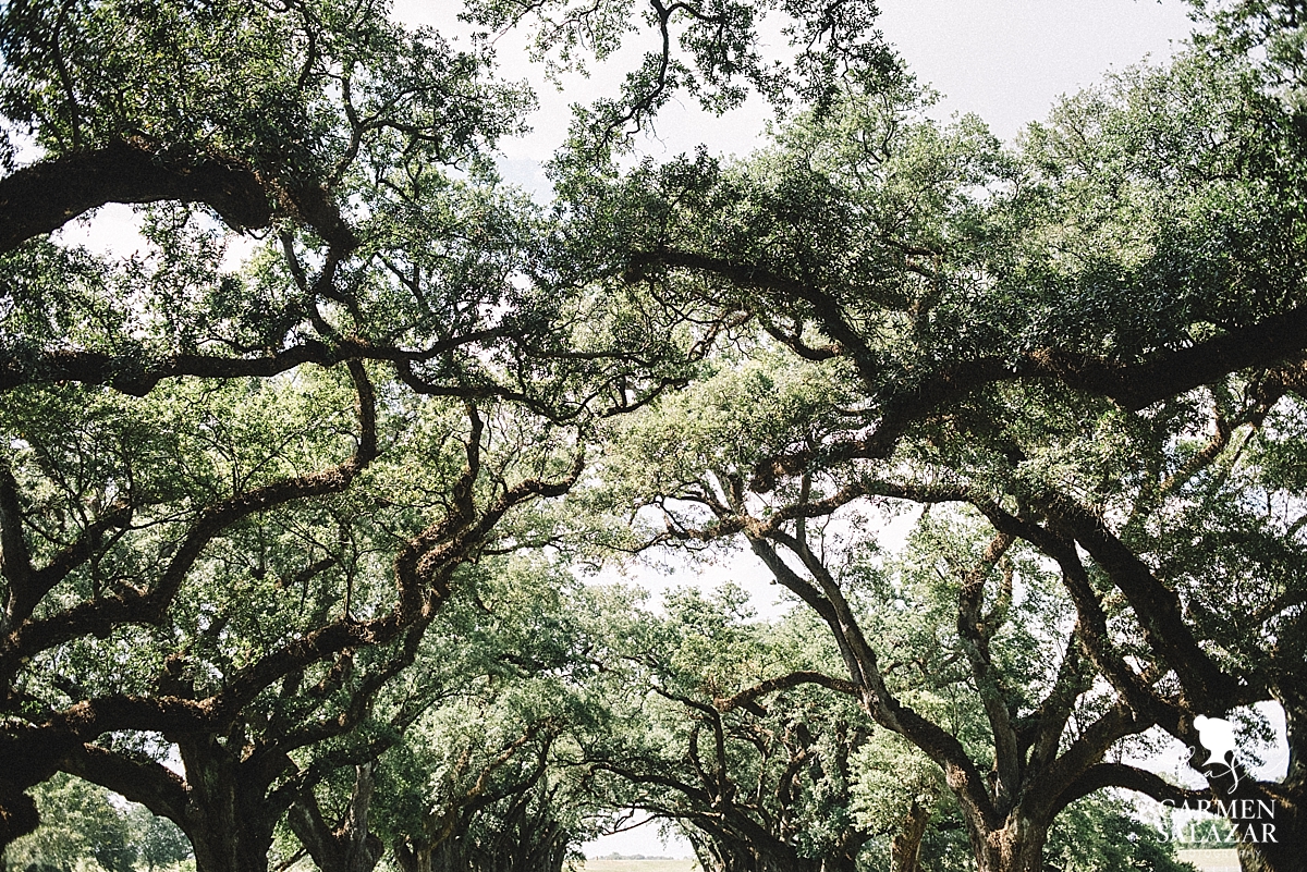 Photo of Louisiana Plantation property by Carmen Salazar