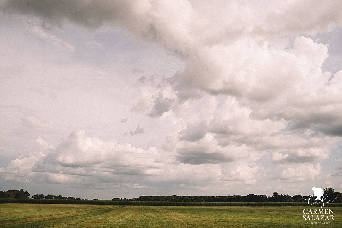 Landscape portait of Sugarcane fields in Louisiana by Carmen Salazar